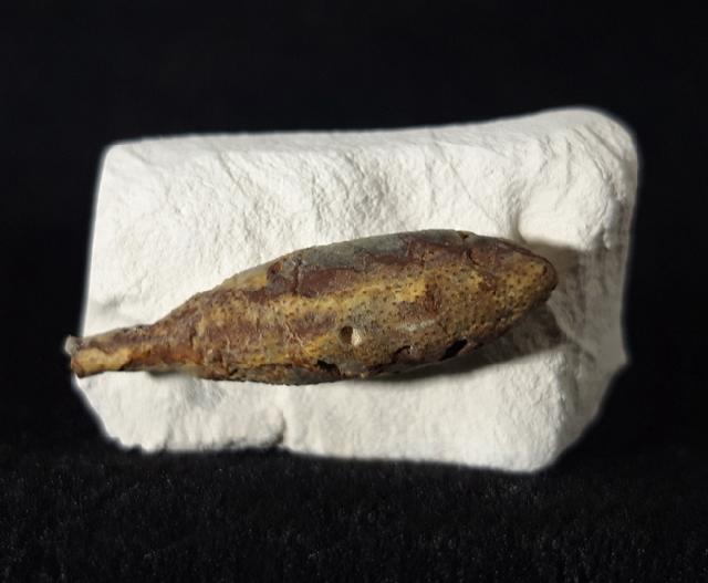 Stachel eines Tylocidaris baltica (SCHL�TER 1892) - Bild &copy; FossNet FossilienStore